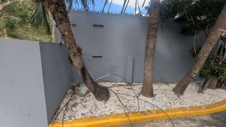 Área exterior afectada por caída de árbol